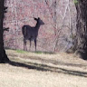 Meet your Posher, Shirl